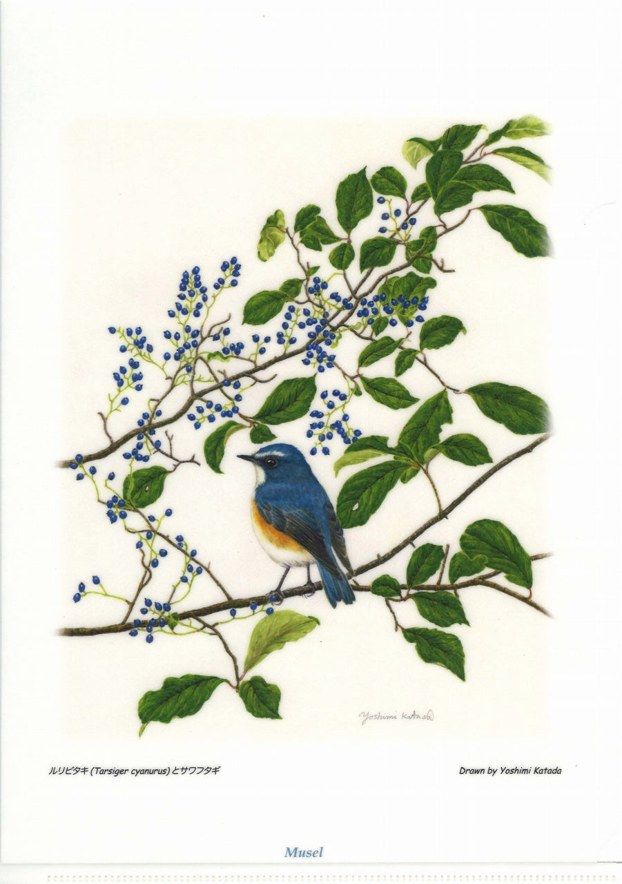 片田 好美, 花鳥譜ファイル:ルリビタキ (Musel)