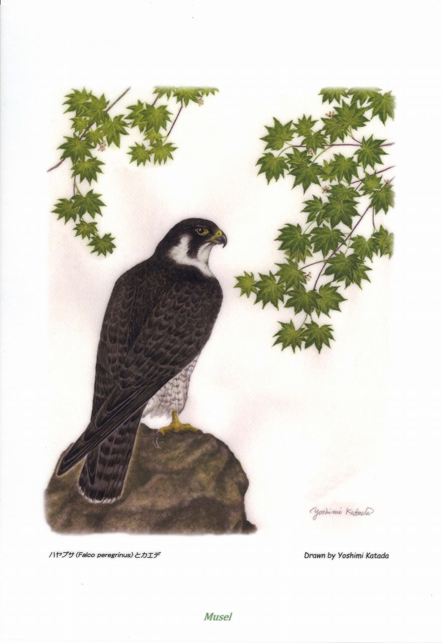 花鳥譜ファイル:ハヤブサとカエデ (Musel)