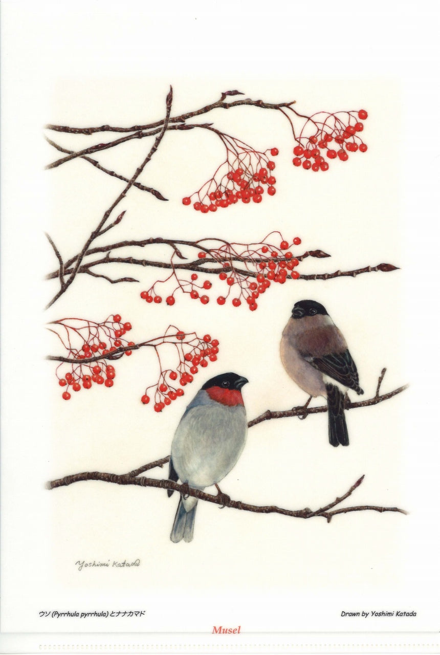 片田　好美, 花鳥譜ファイル：ウソ (Musel)