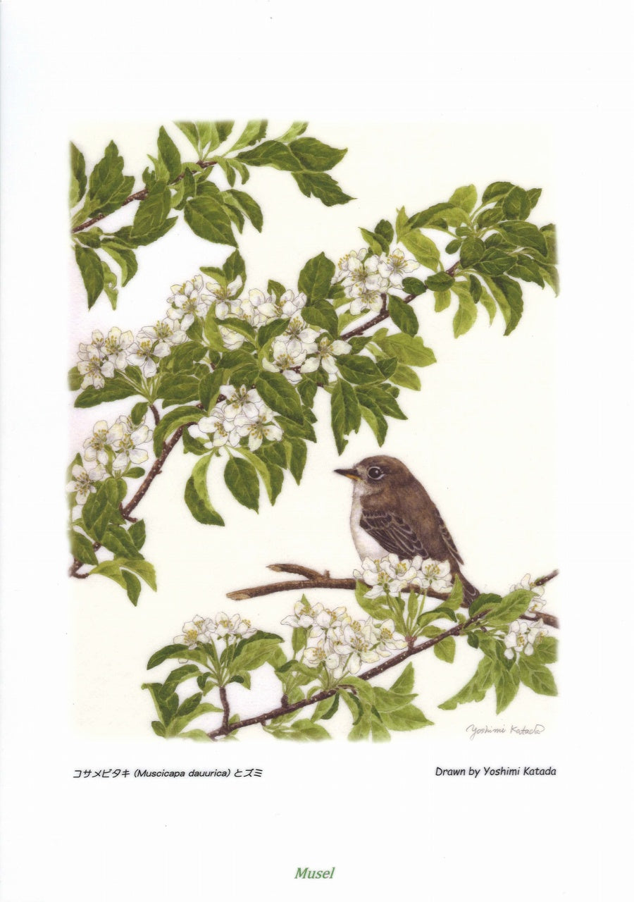 花鳥譜ファイル：コサメビタキとズミ (Musel)